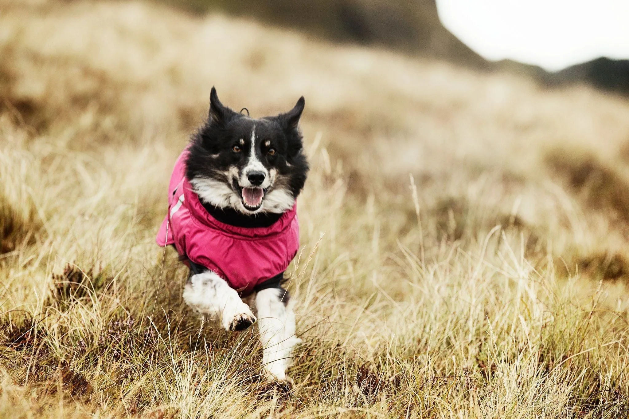 Summit Dog Parka