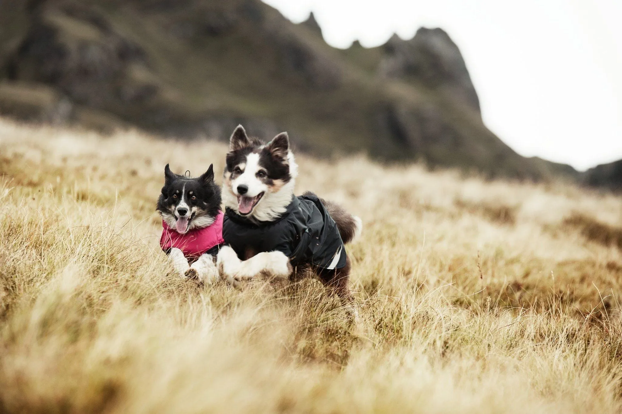 Summit Dog Parka