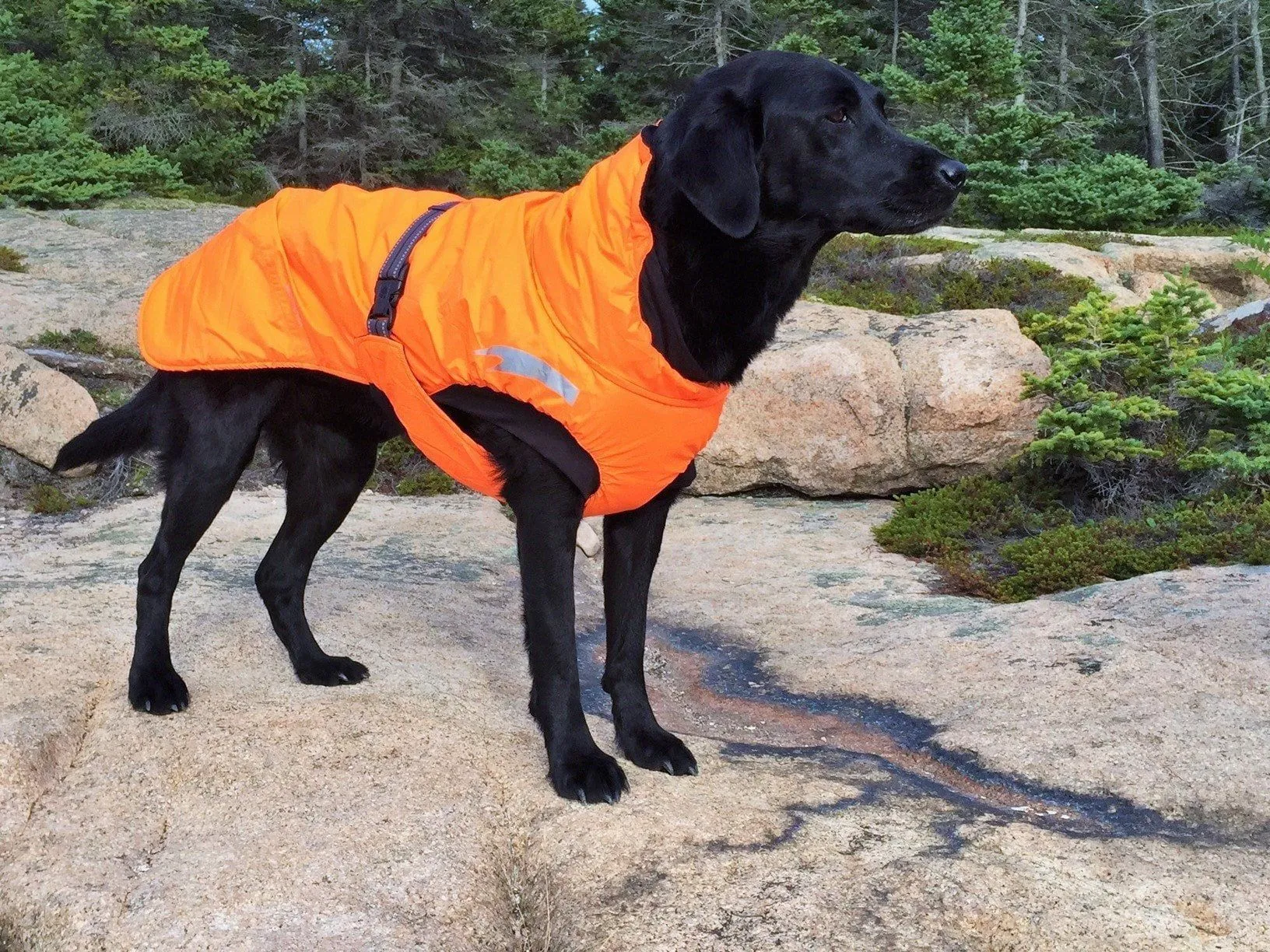 Summit Dog Parka
